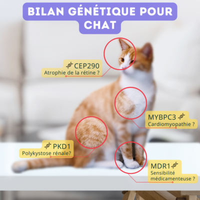 Bilan génétique pour chat