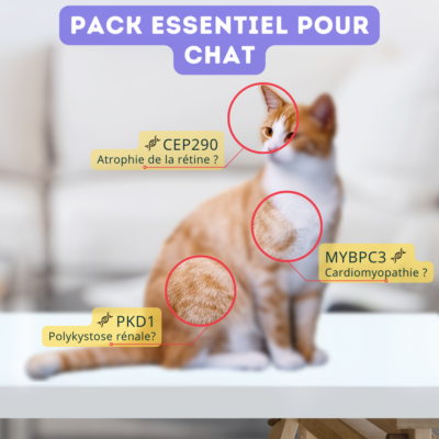 Pack essentiel pour chat
