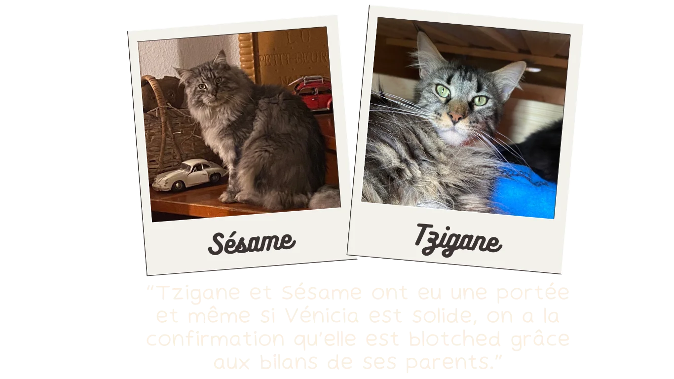 Sesame-et-Tzigane-PC-4