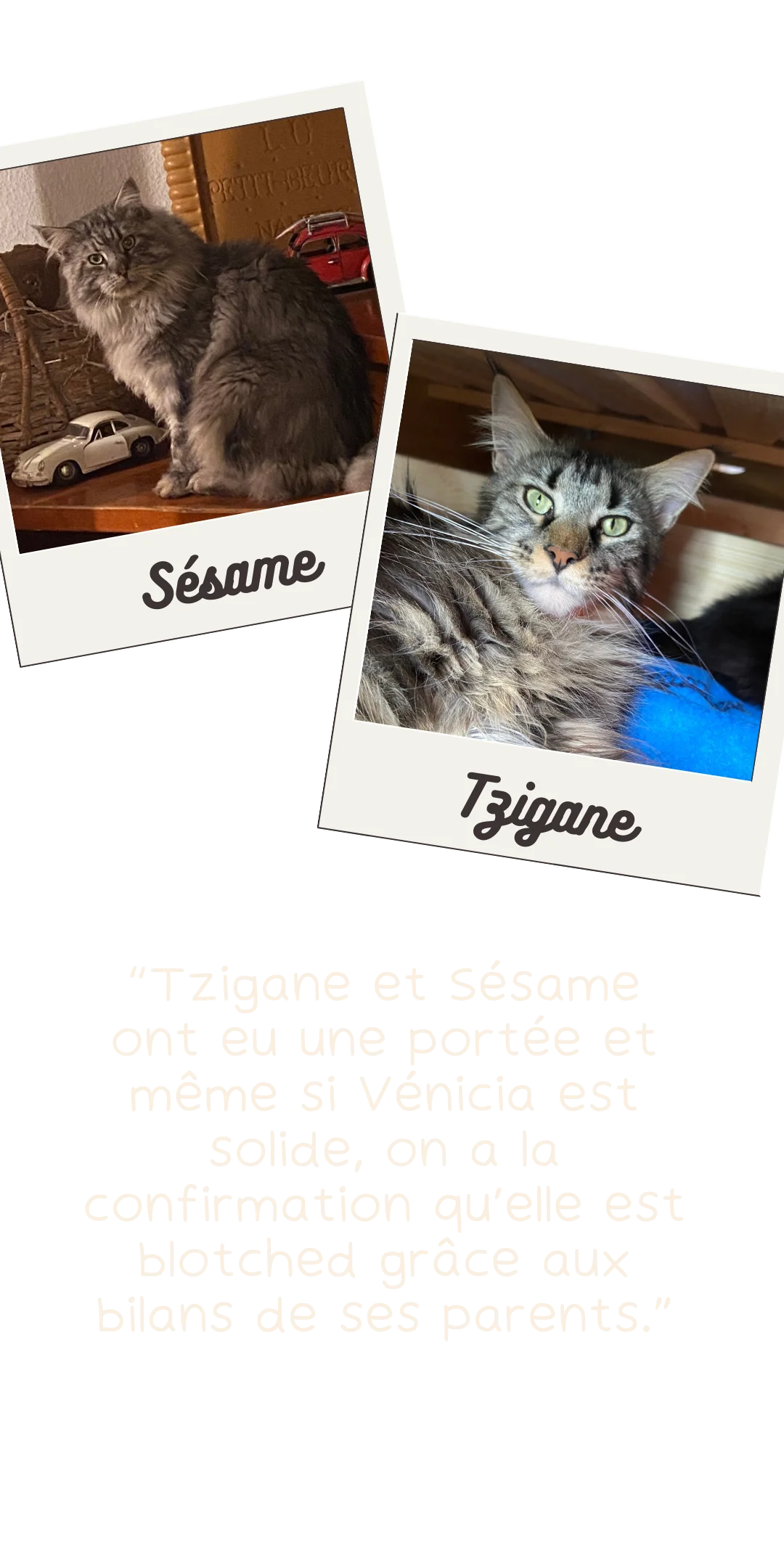 Sesame-et-Tzigane-R-3