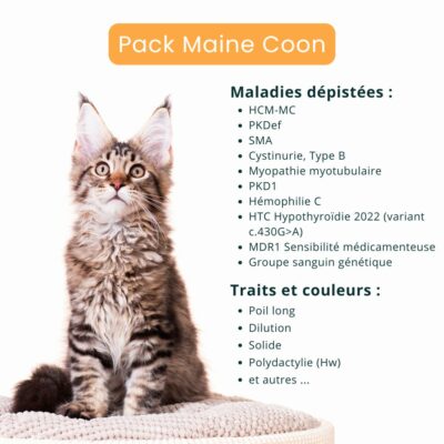 Pack Maine Coon