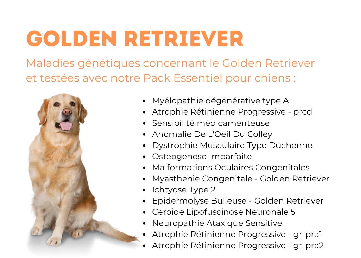 2 golden retriever