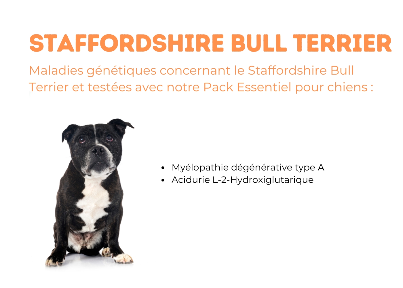 3 staffordshier bull terrier