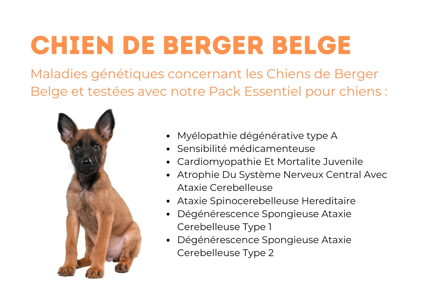 4 chien de berger belge