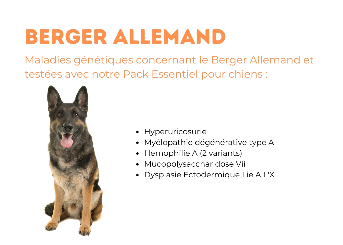 5 berger allemand