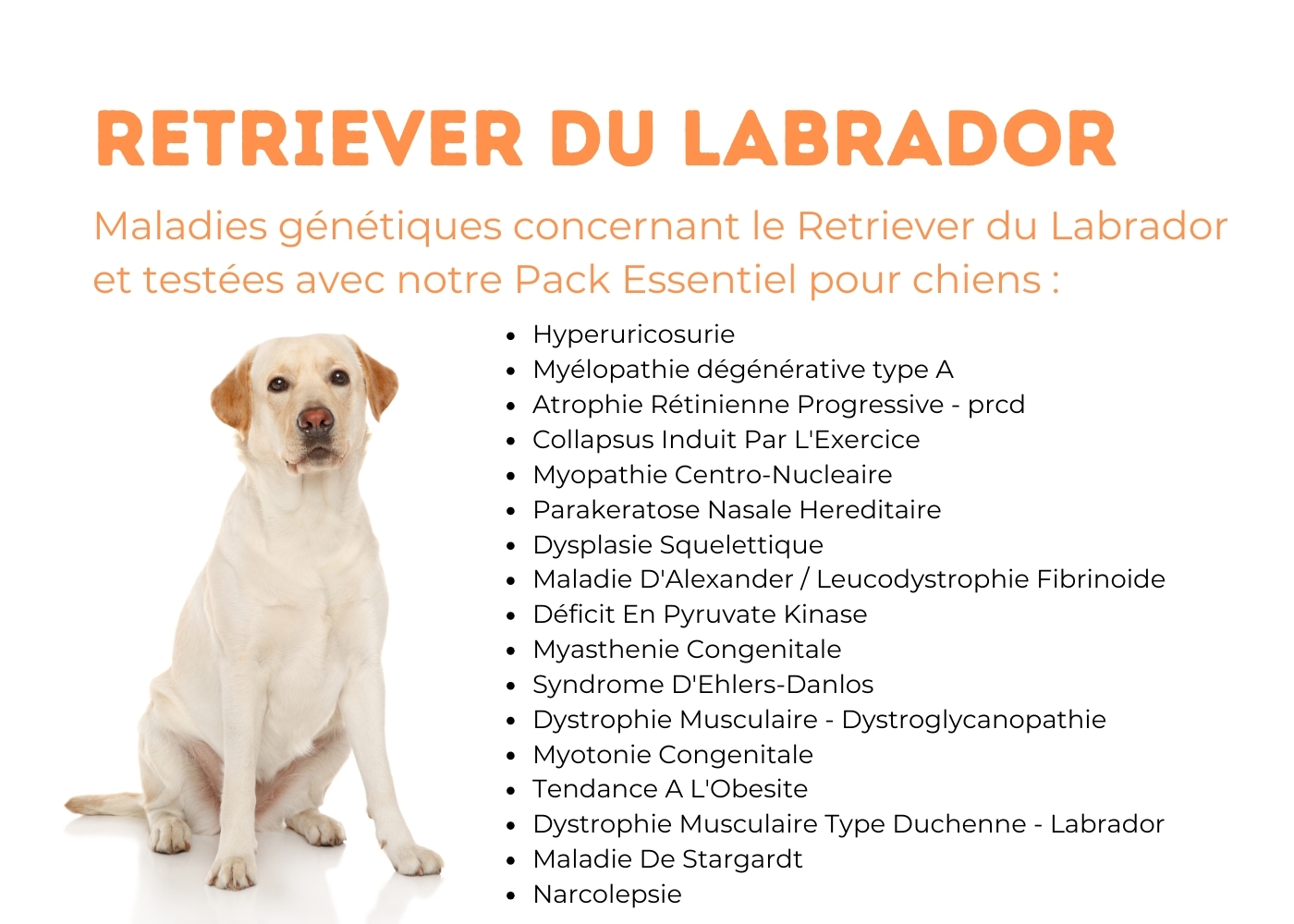 6 retriever du labrador